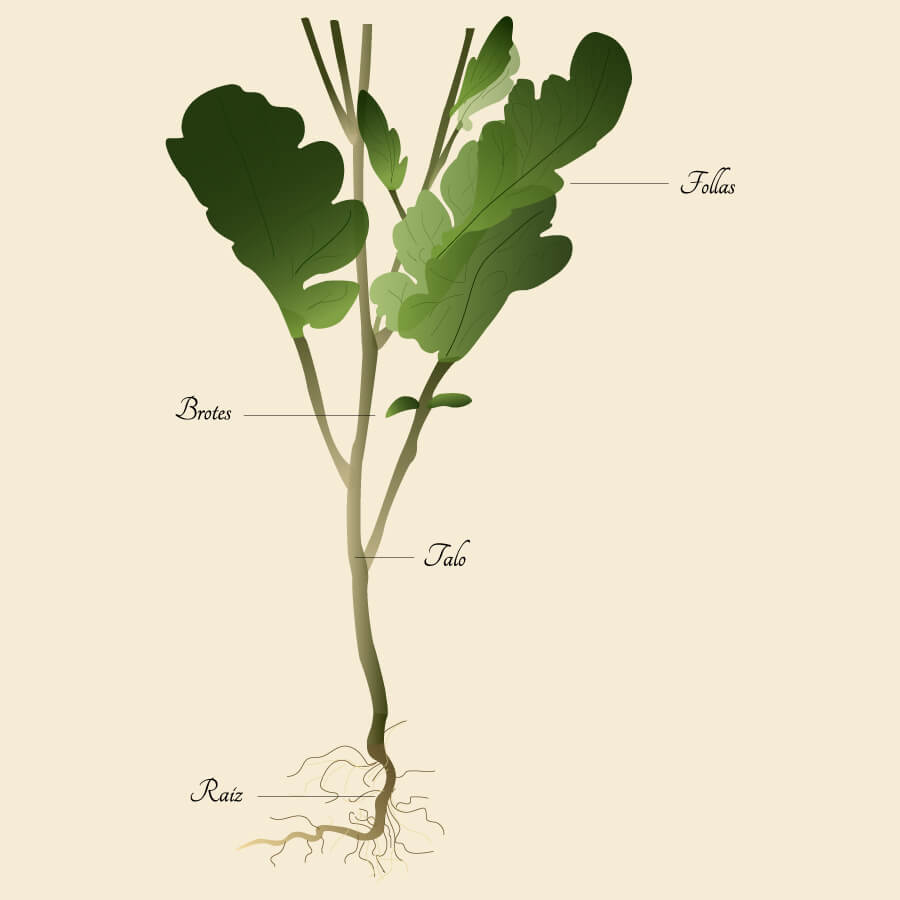 Ilustracion botanica grelo